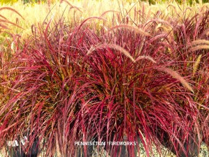 Pennisetum 'Fireworks'